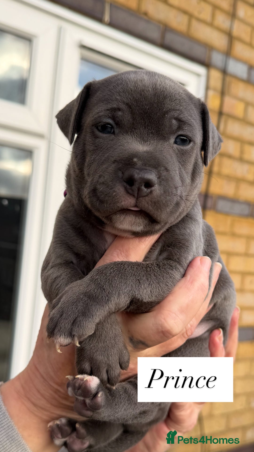 Staffordshire Bull Terrier dogs for sale: 5 beautiful blue Staffordshire puppies  - Advert 5