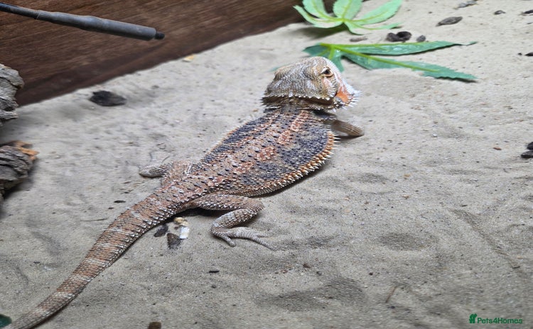 Bearded Dragon reptiles - Advert 2