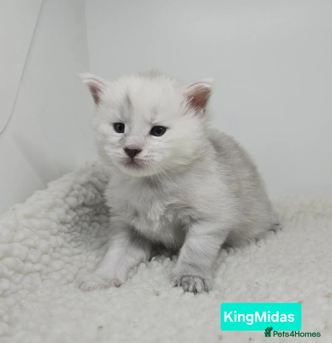 Maine Coon cats for sale: Rare Stunning Blue Shaded Maine Coon Kitten - Advert 5