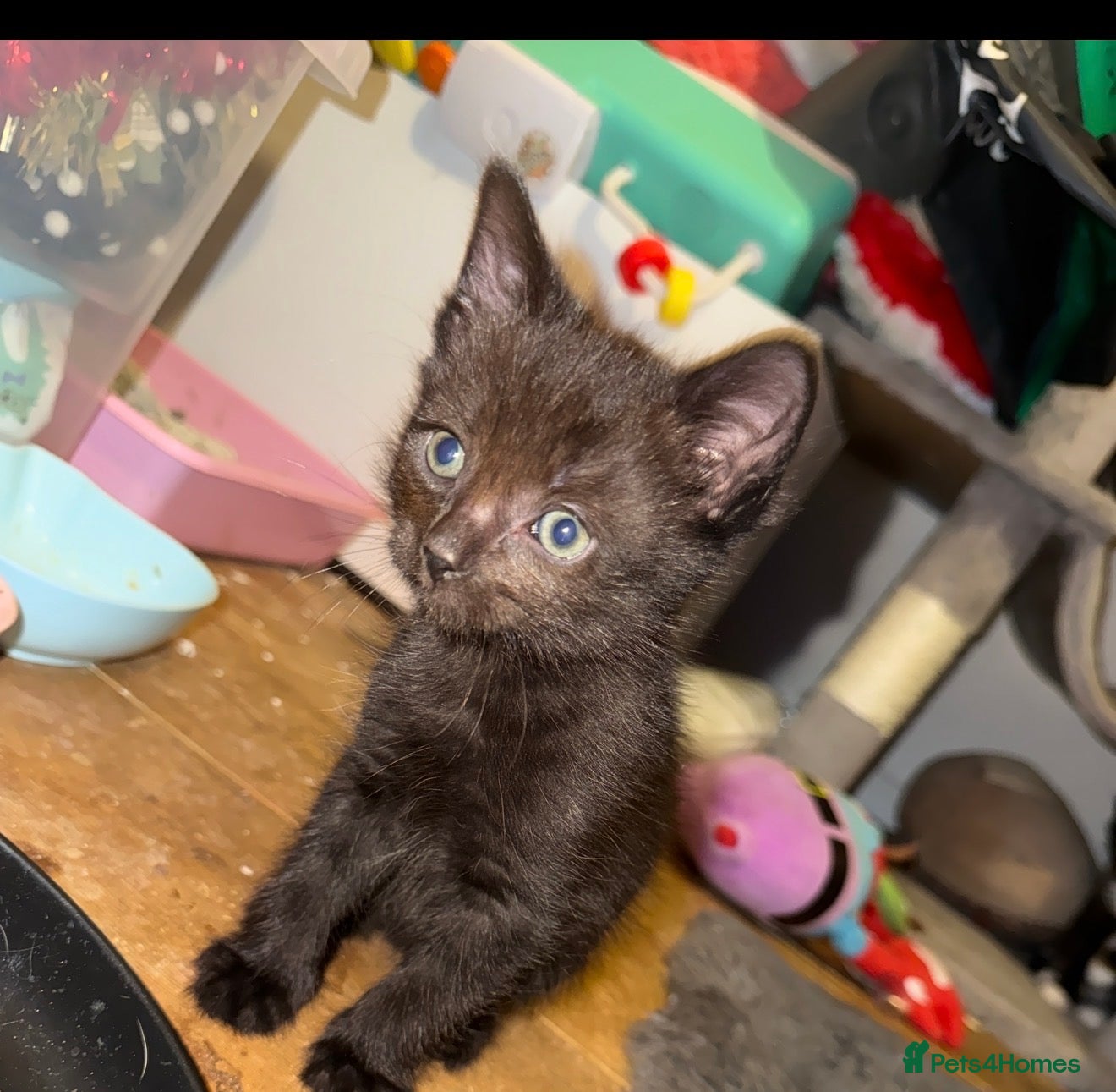 Mixed Breed cats for sale: Mix breed kittens - Advert 10
