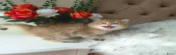 British Longhair cats for sale: British Longhair/Shorthair black golden shaded  - Advert 25
