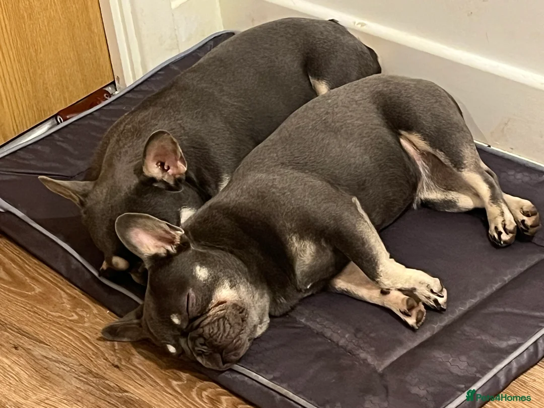 French Bulldog dogs for sale: Female 9 month old French bulldog  - Advert 2