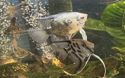 Angelfish fish for sale: Angels & Plecos - Image 10