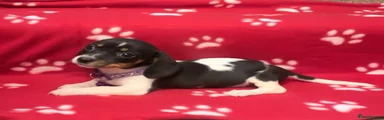 Dinky