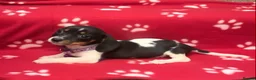 Miniature Dachshund dogs for sale: Beautiful rare piebald miniature dachshund puppies - Advert 23