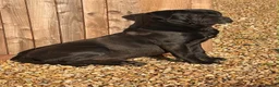 Cane Corso dogs for stud: For stud  - Advert 3