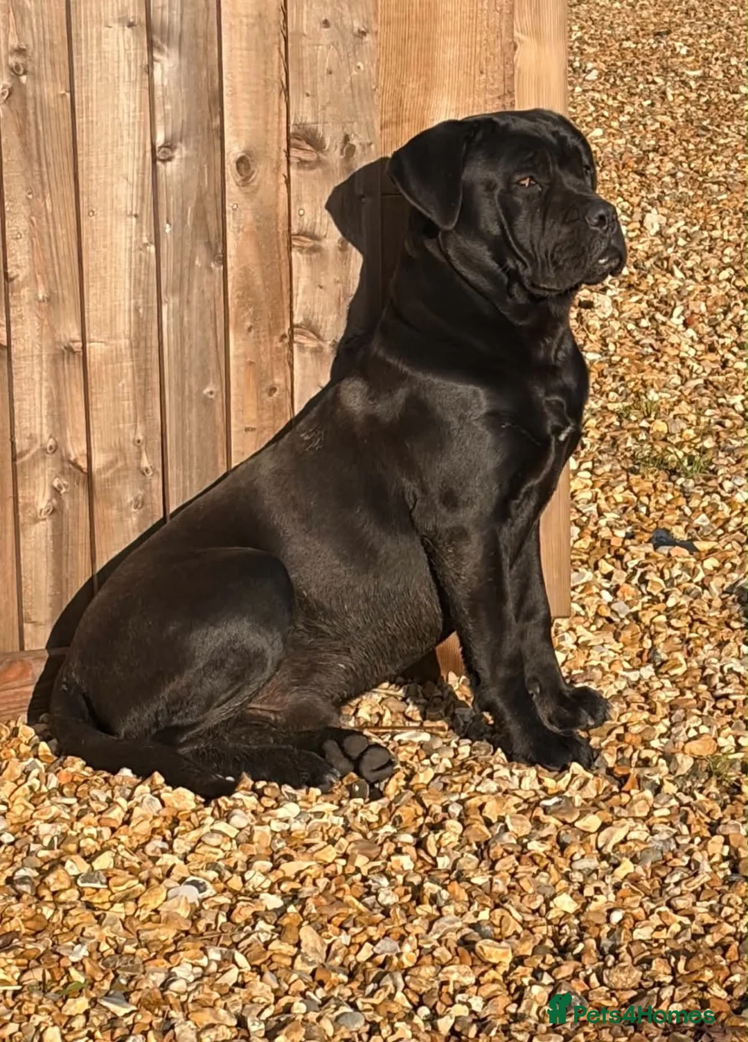Cane Corso dogs for stud: For stud  - Advert 3