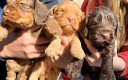 Cockapoo dogs for sale: F1BB Cockapoo Pups  - Image 9