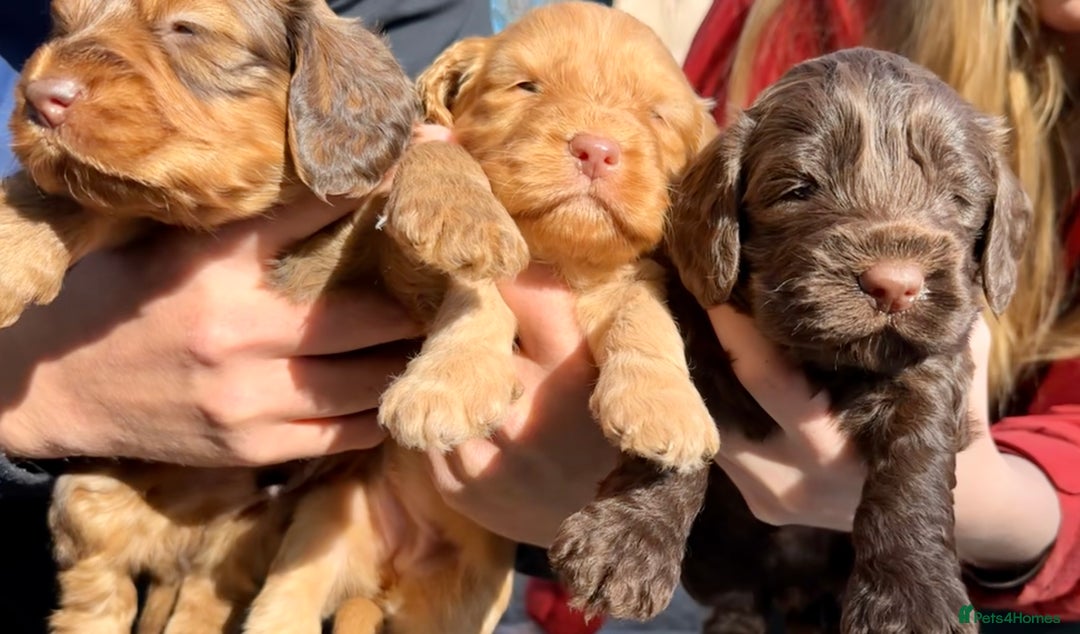 Cockapoo dogs for sale: F1BB Cockapoo Pups  - Image 9