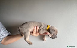 Mixed Breed dogs for sale: Frenchie x staffy  - Image 7