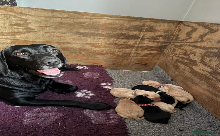 Labrador Retriever dogs - Advert 8