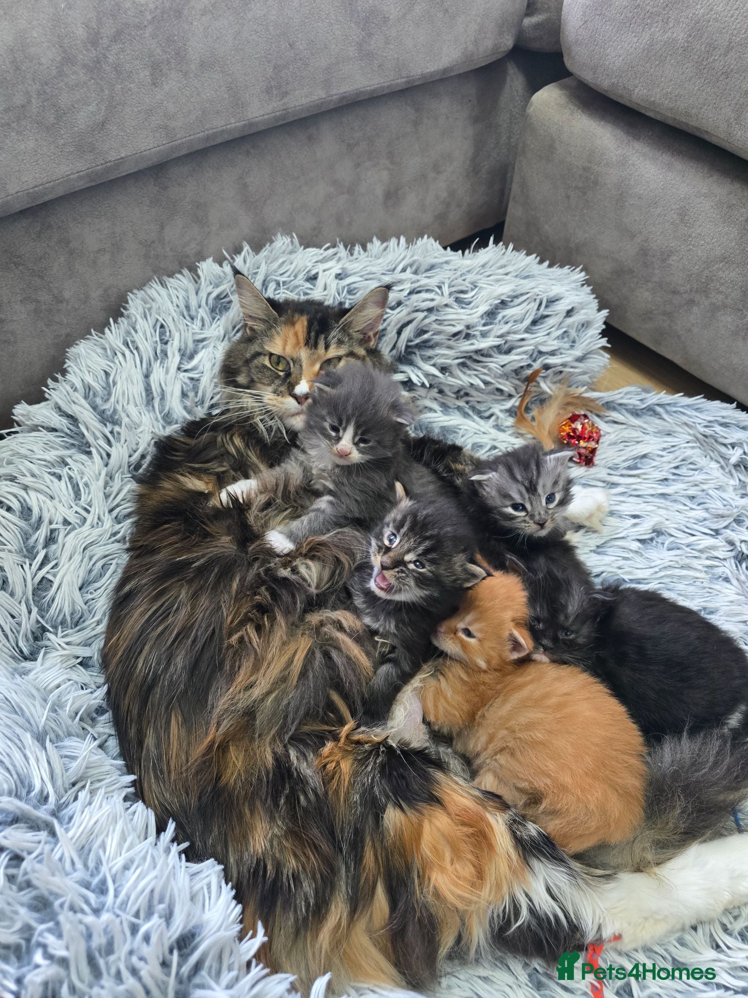 Maine Coon cats READY AUGUST- Tica Maine Coons - Advert 4