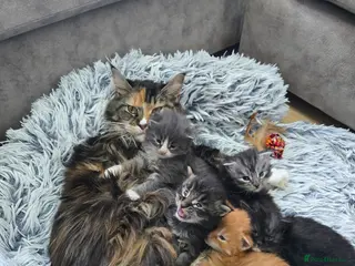 Maine Coon cats READY AUGUST- Tica Pedigree Maine Coons - Advert 2