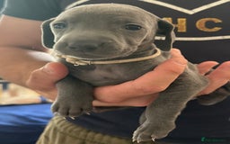 Weimaraner dogs for sale: (3 remaining!) 8 Stunning KC 🩷&💙 Weimaraner pups in Thetford - Image 10