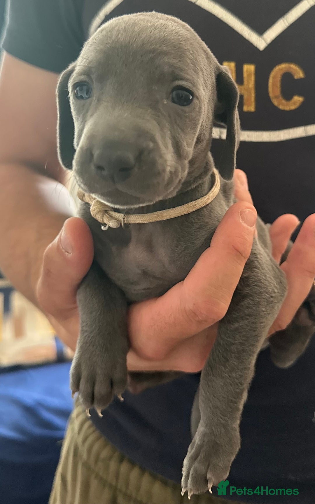 Weimaraner dogs for sale: (3 remaining!) 8 Stunning KC 🩷&💙 Weimaraner pups in Thetford - Image 10