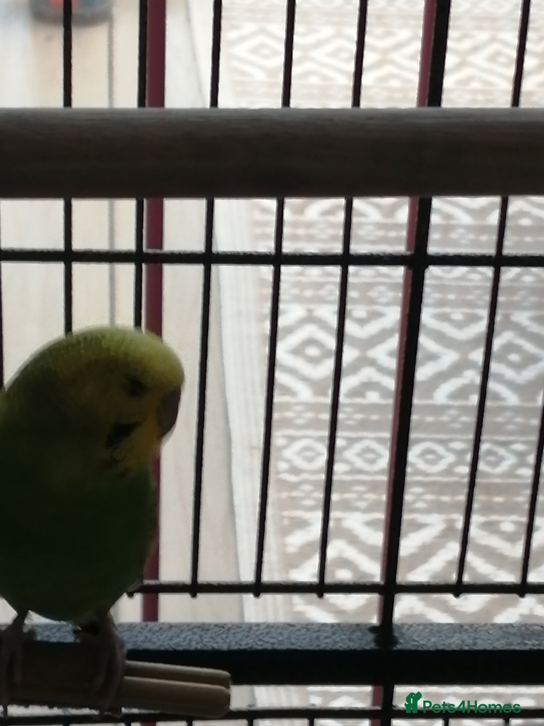 Budgerigars birds for sale: budgies for sale - Advert 6