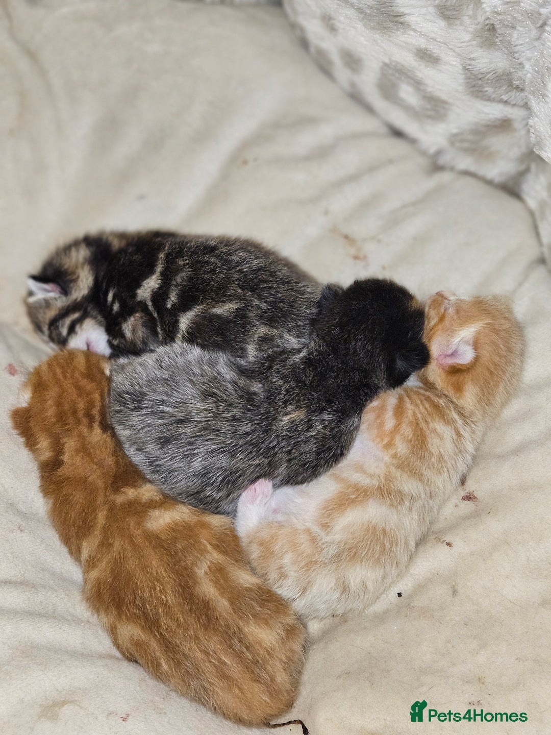 Mixed Breed cats for sale: Female tabby kittens - Advert 3