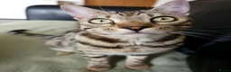 Bengal cats for sale: Gorgeous Brown Rosetted Boy  - Advert 13