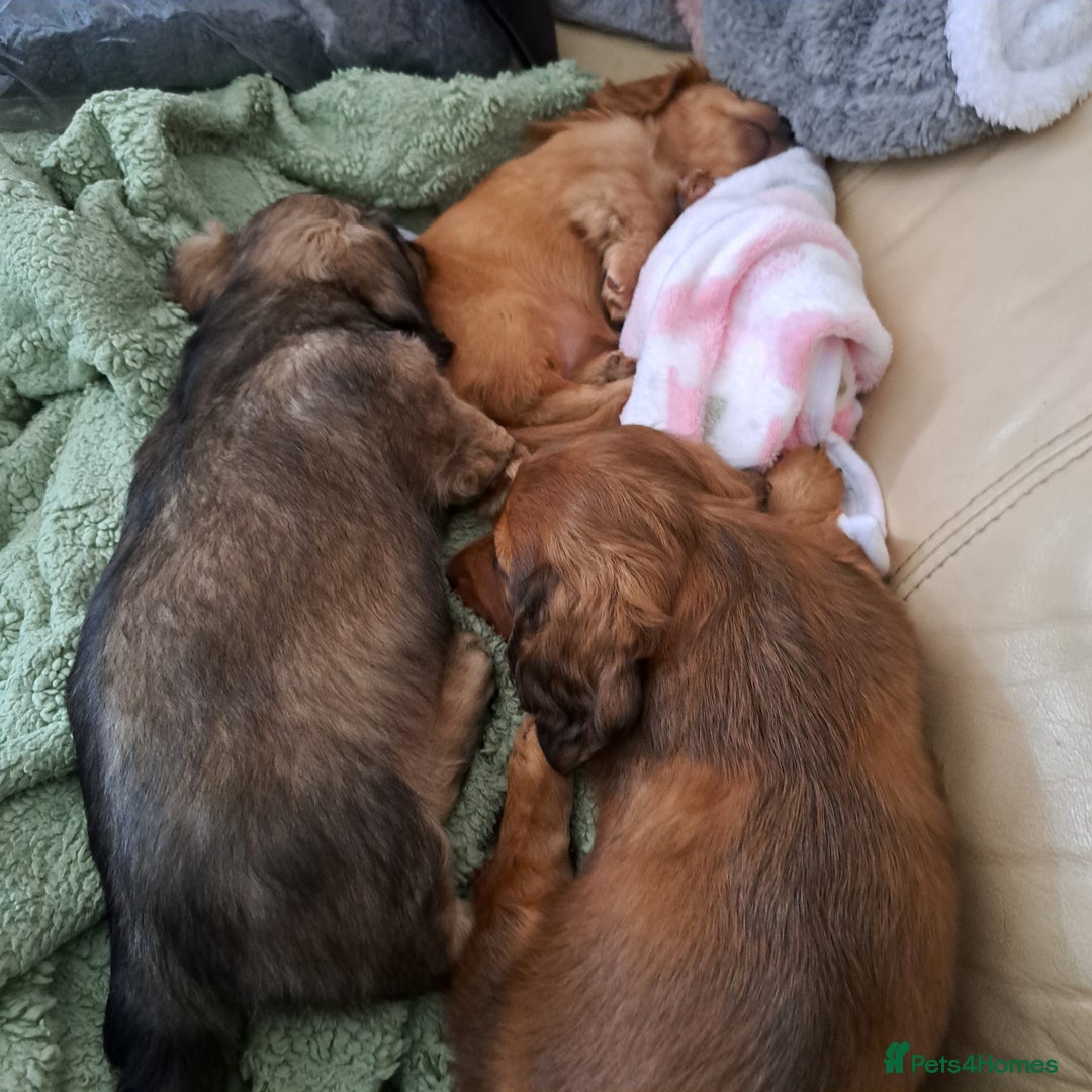 Miniature Dachshund dogs for sale: 3 Cute Longhaired Mini Dachshunds Pedigree - Image 17