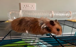 Hamster rodents for sale: Rolo our fluffy Syrian hamster  - Image 5