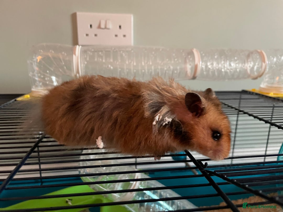 Hamster rodents for sale: Rolo our fluffy Syrian hamster  - Image 5