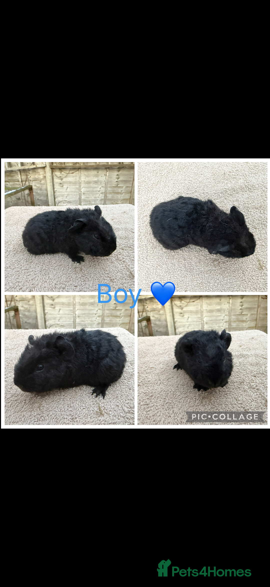 Guinea Pig rodents for sale: Male & Female Guinea pigs 👀 for new laps 🥰 - Advert 10