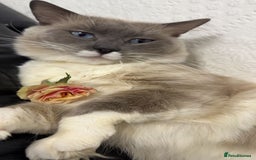 Ragdoll cats for sale: 1 year old Ragdoll boy  - Image 2