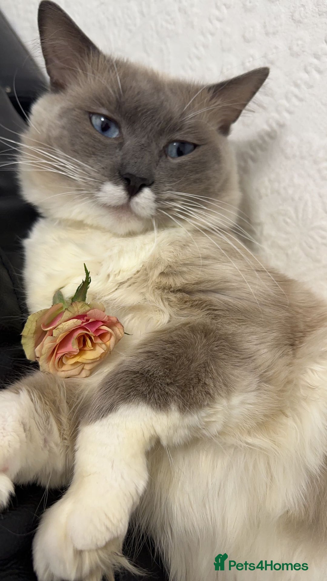 Ragdoll cats for sale: 1 year old Ragdoll boy  - Image 2