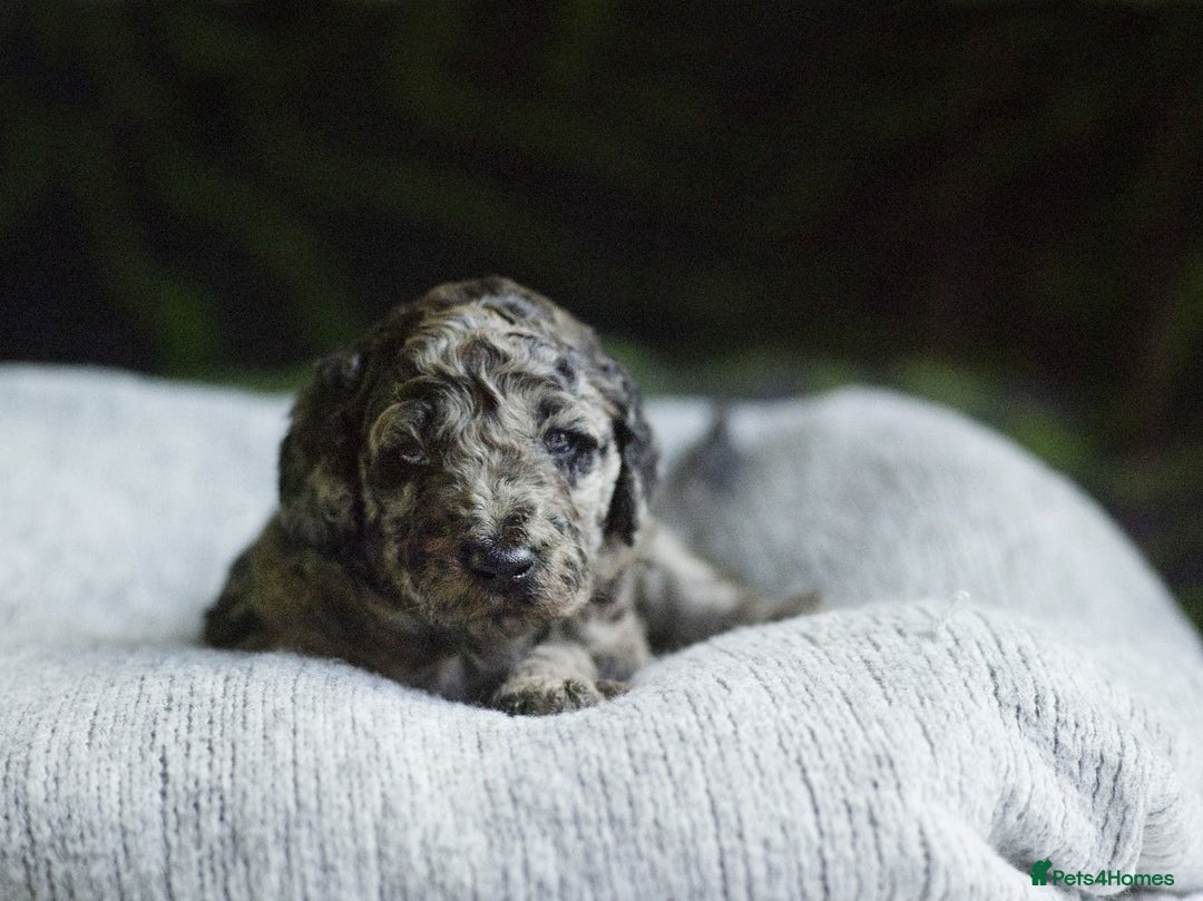 Goldendoodle dogs for sale: Stunning Merle goldendoodle male - Advert 3