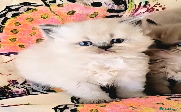 Himalayan cats - Advert 2