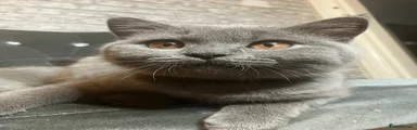 British Shorthair 1