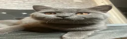 British Shorthair cats for sale: 💙 British Shorthair 💙 - Advert 3