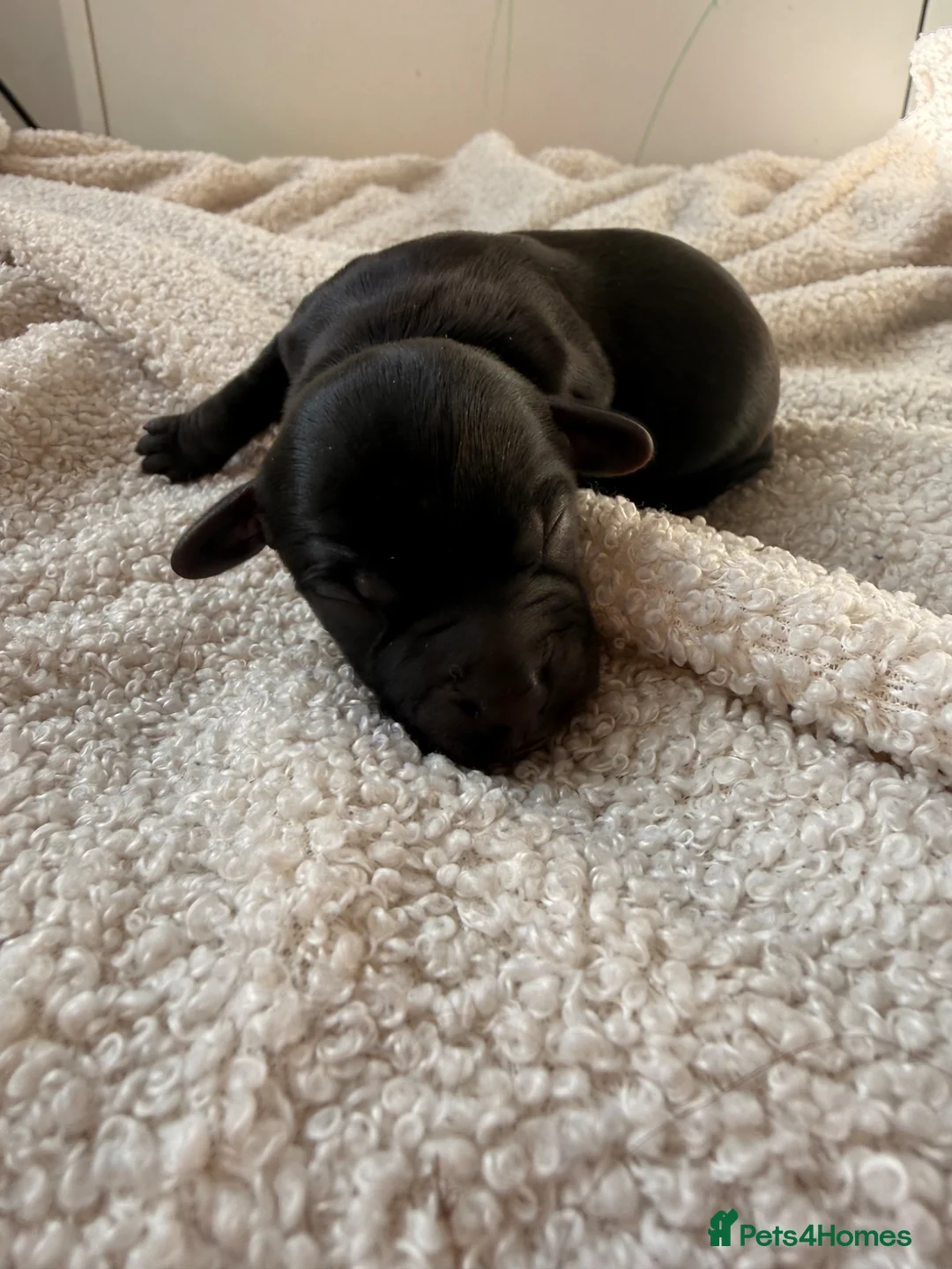 Mixed Breed dogs for sale: Sweenie puppies  - Advert 10