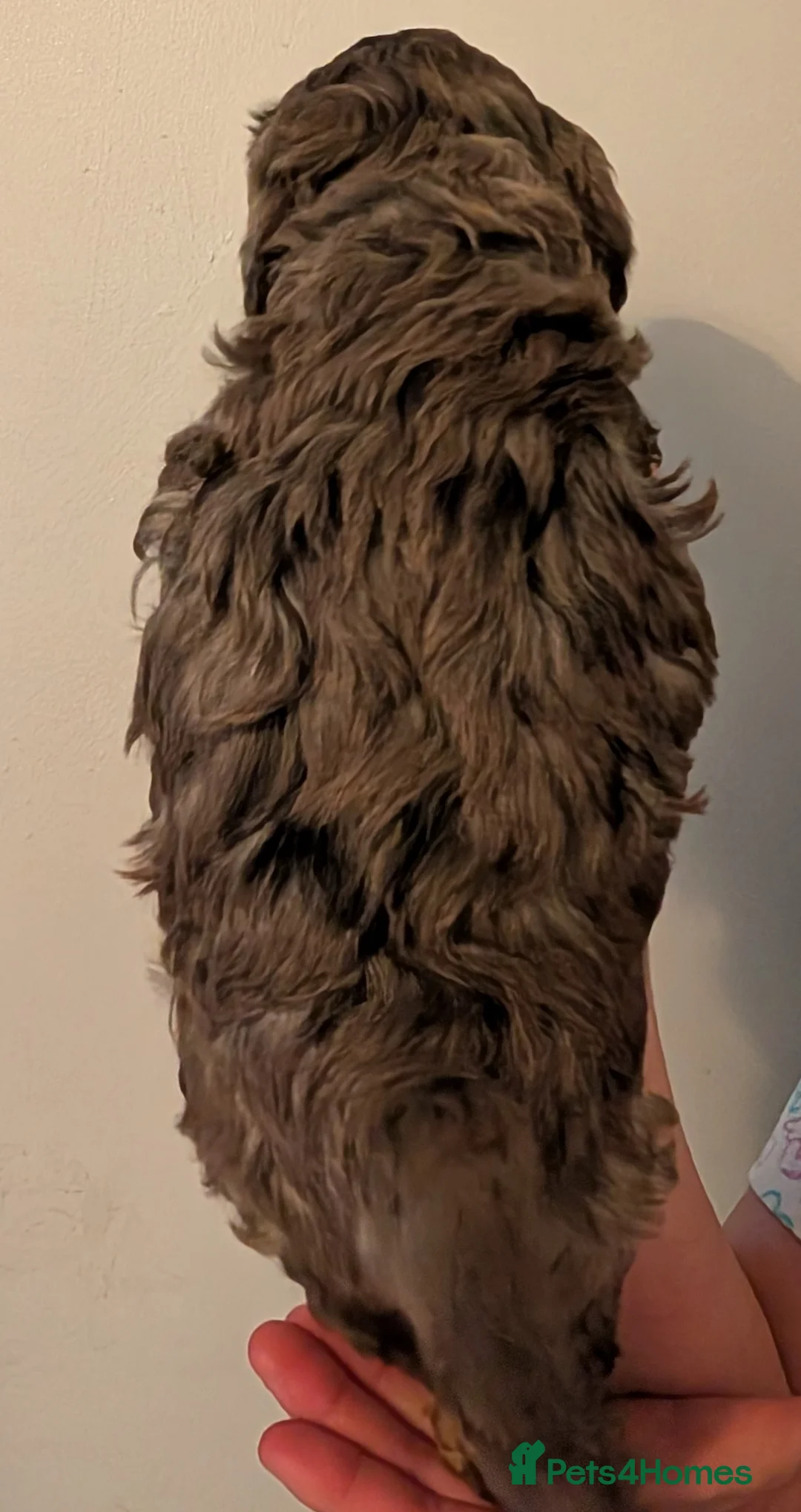 Cockapoo dogs for sale: F2b cockapoo pups Super Cute. Health test parents - Advert 8