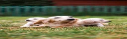 Miniature Dachshund dogs for sale: Miniature dachshunds male and female  - Advert 3