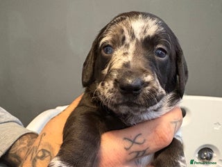 Labradoodle dogs - Advert 13