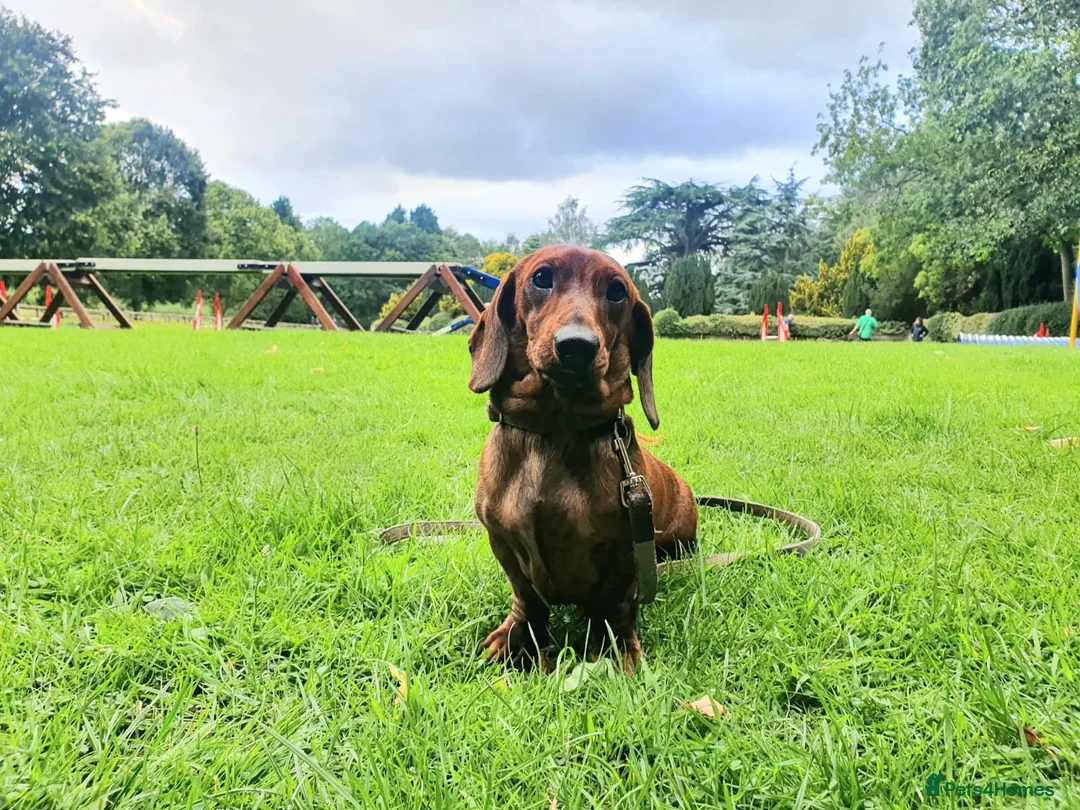 Dachshund dogs for stud: Miniature Smooth Dachshund Brindle KC reg in Nottingham - Advert 10