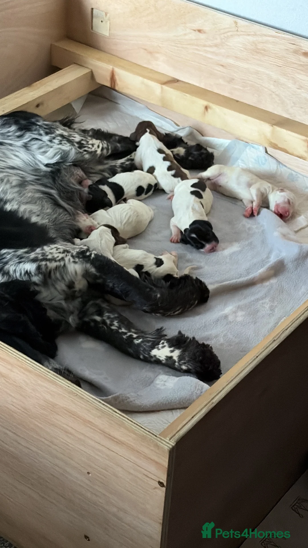 Sprocker dogs for sale: Sprocker Puppies for sale - Advert 7