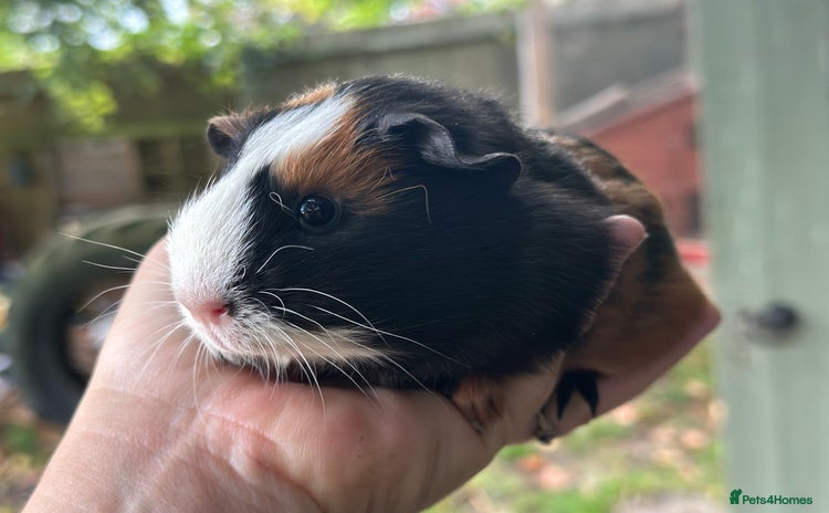 Guinea Pig rodents - Advert 4