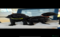 Labrador Retriever dogs for sale: 8 Labrador pups last black female available  - Image 1