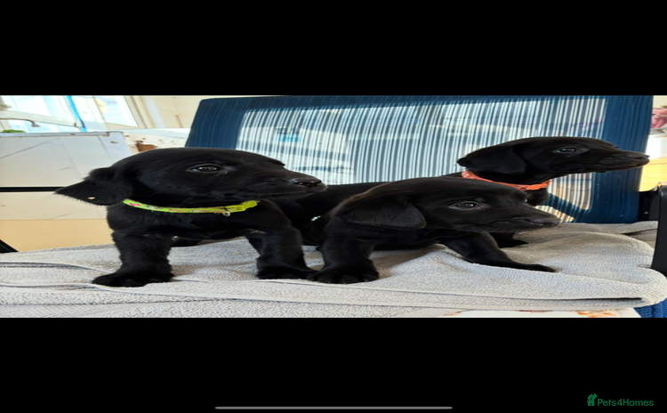 Labrador Retriever dogs - Advert 13