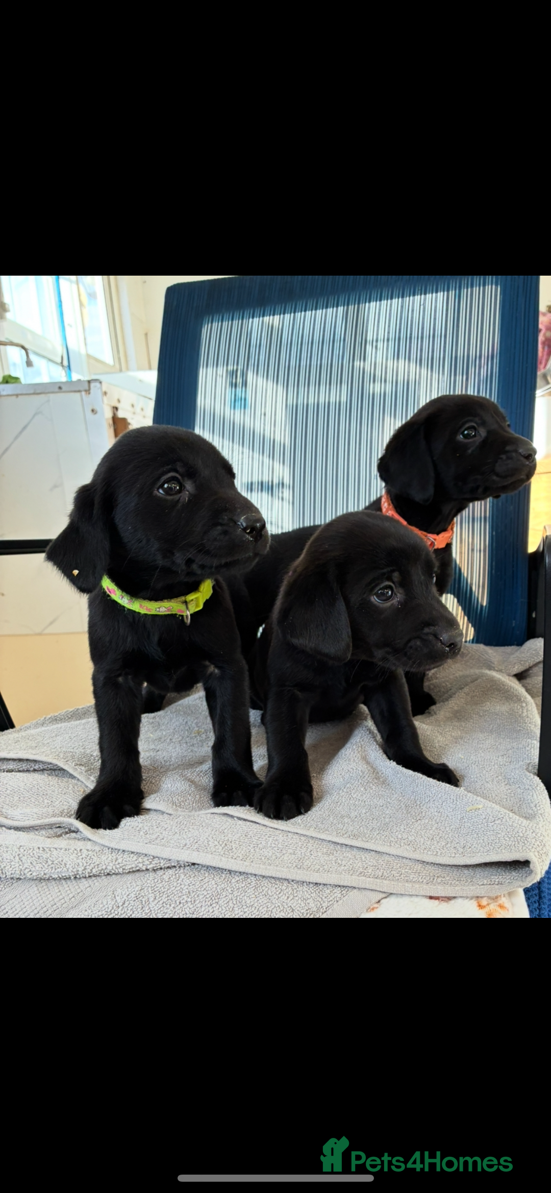 Labrador Retriever dogs for sale: 8 Labrador pups last black female available  - Image 1