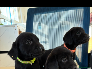 Labrador Retriever dogs - Advert 9