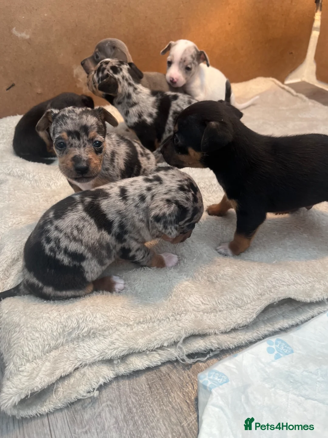 Jack Russell dogs for sale: Blue/merle Jackrussle puppies  - Advert 1