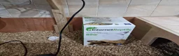 Tortoise reptiles for sale: Baby horsefield tortoise with full set up  - Advert 10