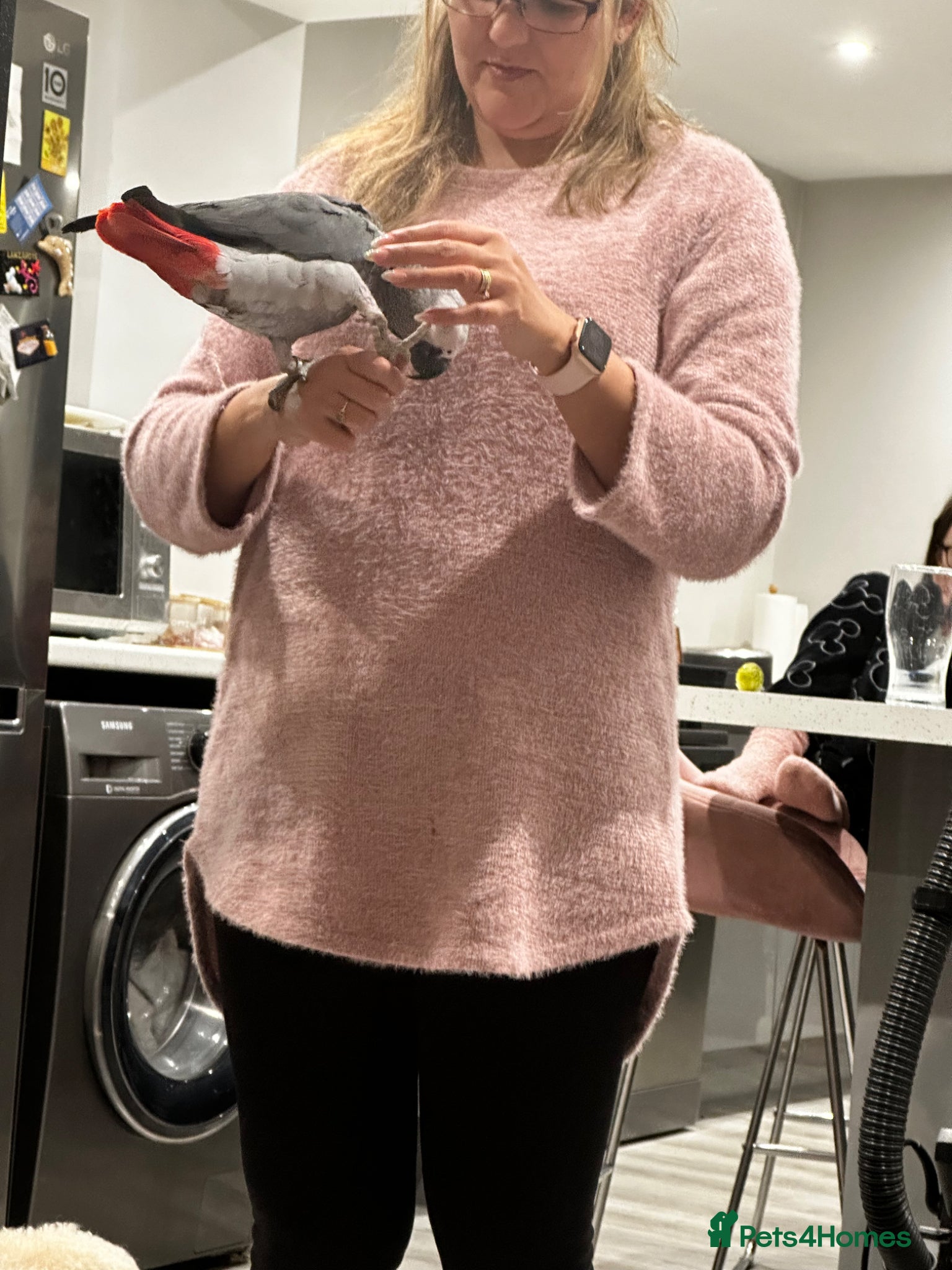 Parrots birds Tame African grey parrot  - Advert 3