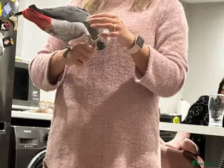 Parrots birds Tame African grey parrot - Advert 1