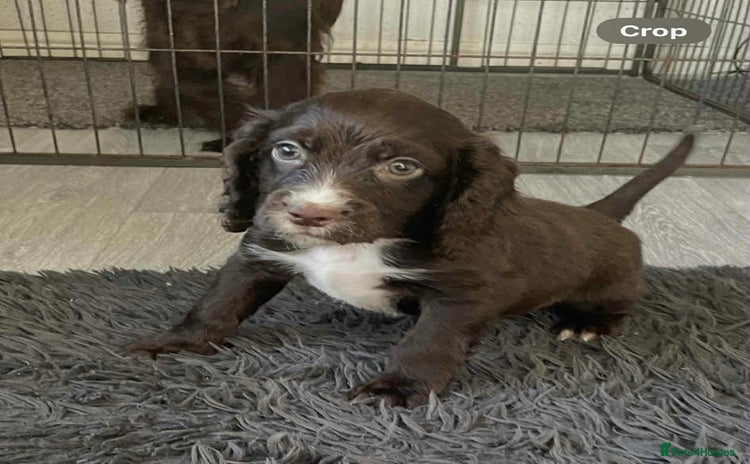 Cocker Spaniel dogs - Advert 16