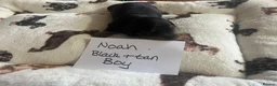 Dachshund dogs for sale: Dachshund-Miniature Smooth  - Advert 6