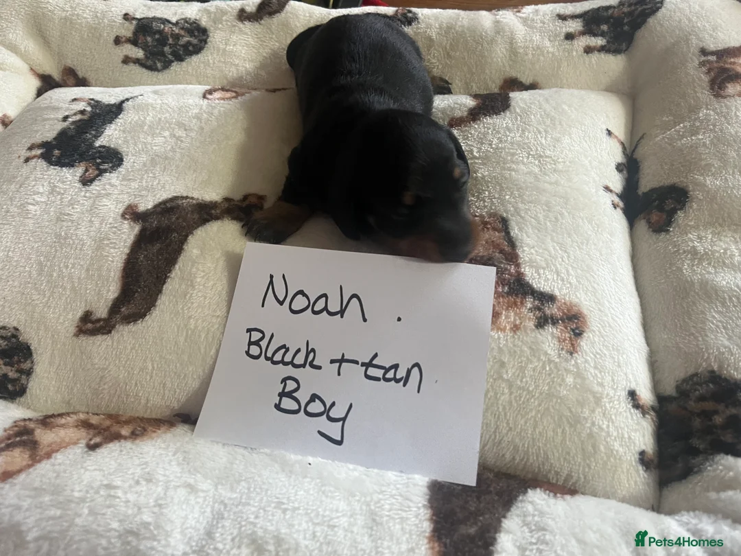 Dachshund dogs for sale: Dachshund-Miniature Smooth  - Advert 6